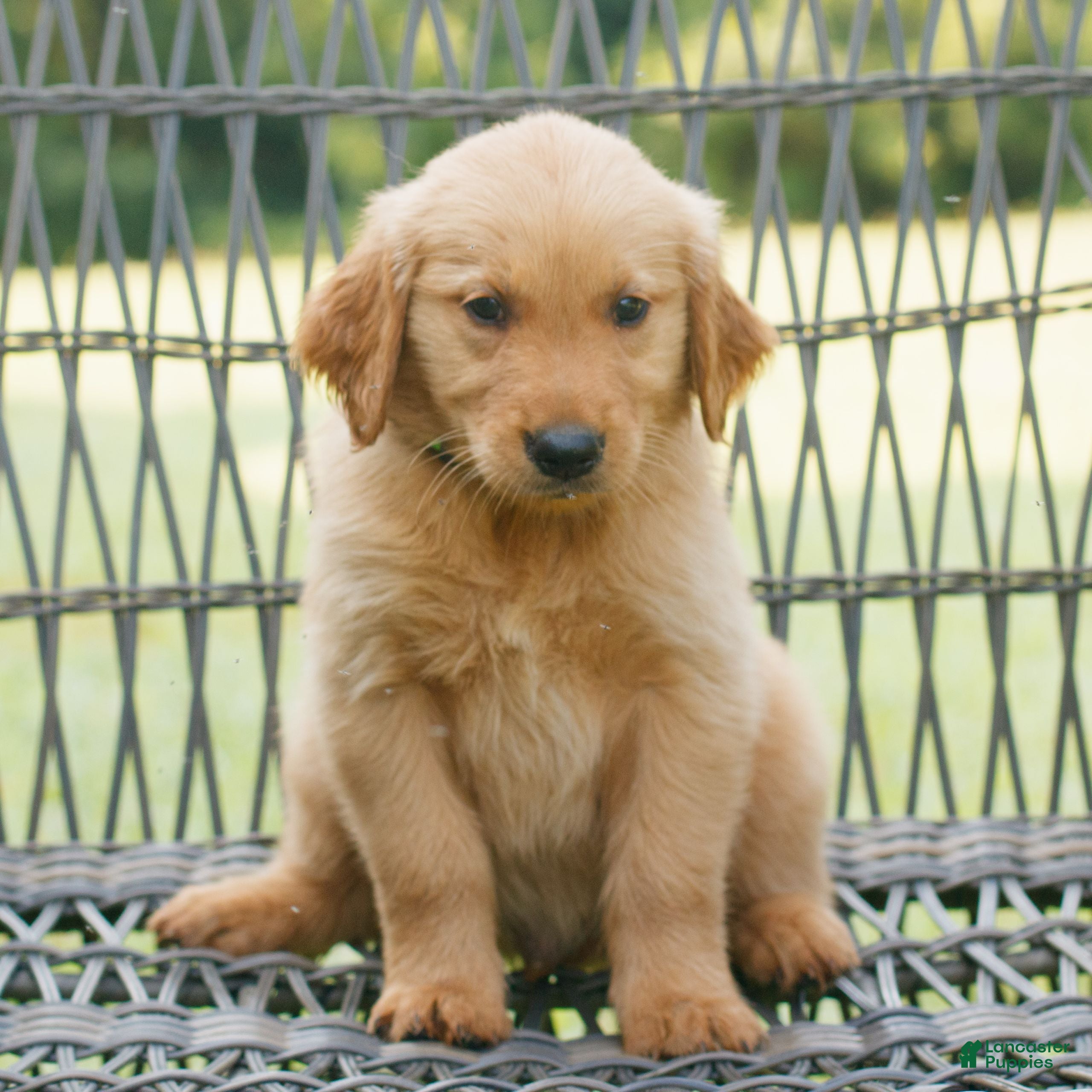 Golden Retriever dogs Gus  - Ad 1