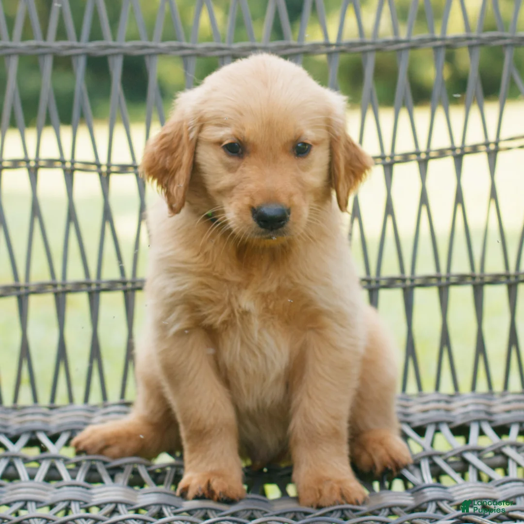 Golden Retriever dogs for sale: Gus  - Ad 1