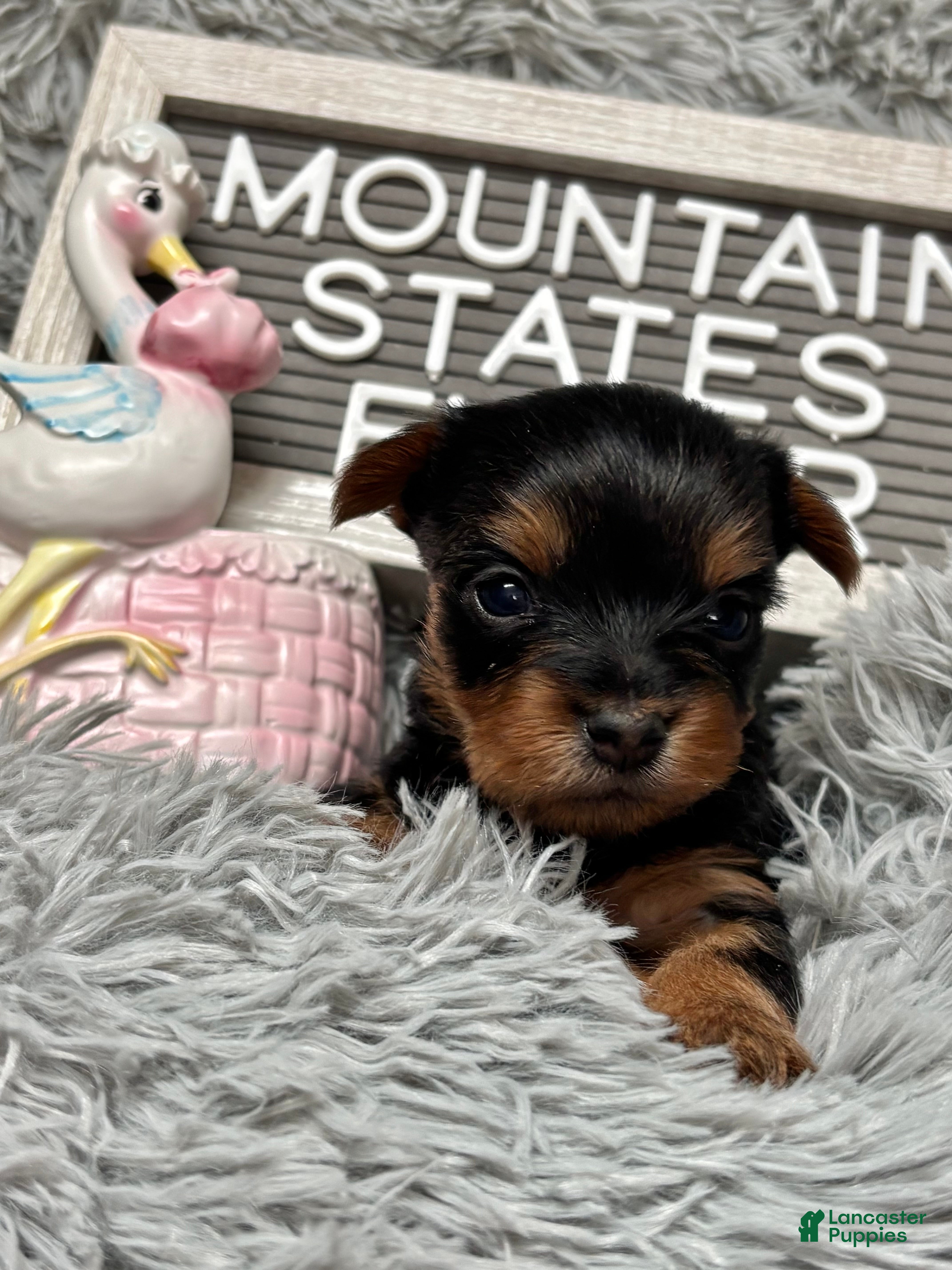 Yorkshire Terrier dogs Yorkshire Terrier Puppy 7 - Ad 32