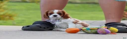 Cavalier King Charles Spaniel dogs for sale: Alec - Ad 8