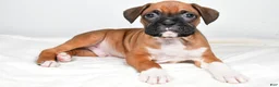 Boxer dogs for sale: Tyson - Ad 1
