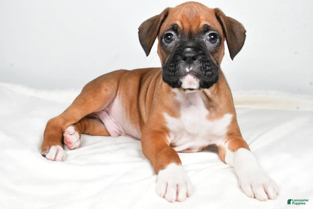 Boxer dogs for sale: Tyson - Ad 1