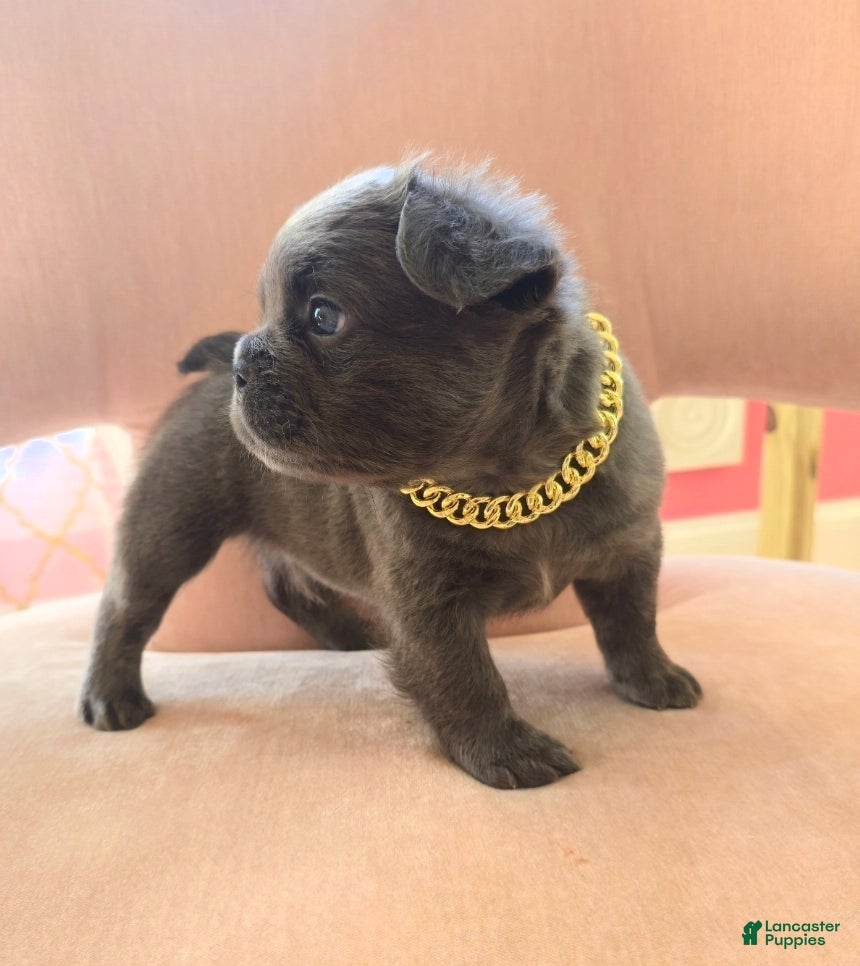 French Bulldog dogs Chubbs - Ad 19
