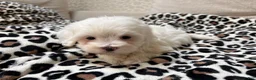 Maltipoo dogs for sale: Snow - Ad 5