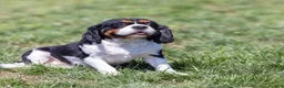 Cavalier King Charles Spaniel dogs for sale: Buck - Ad 9
