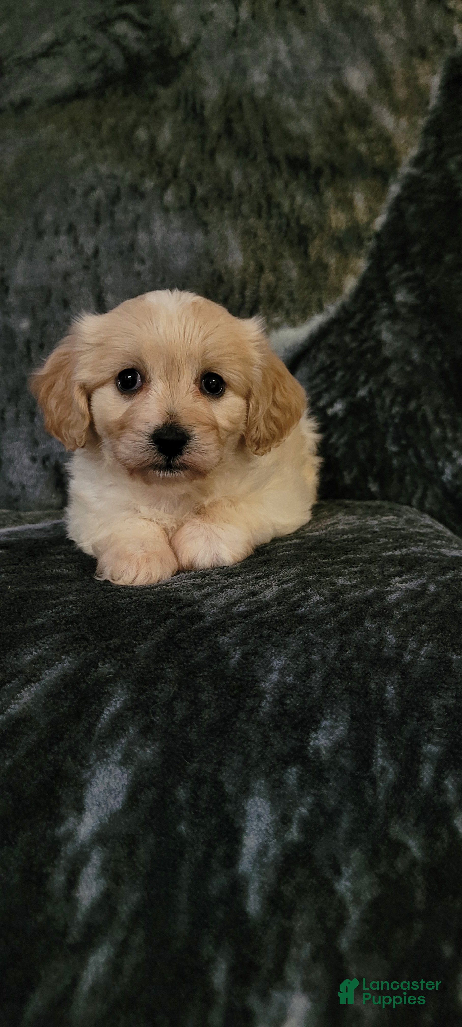 Cavachon dogs Teddy  - Ad 18