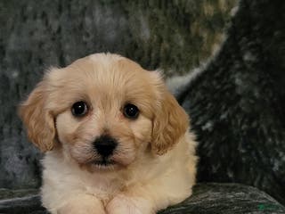 Cavachon dogs Teddy - Ad 18