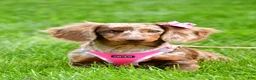 Miniature Dachshund dogs for sale: Holly - Ad 14