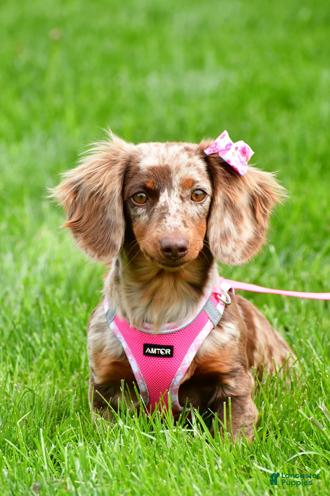 Miniature Dachshund dogs for sale: Holly - Ad 14