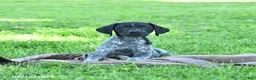 German Shorthaired Pointer dogs for sale: Rocky - Ad 4