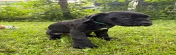 Cane Corso dogs for sale: Cane Corso 2 - Ad 3