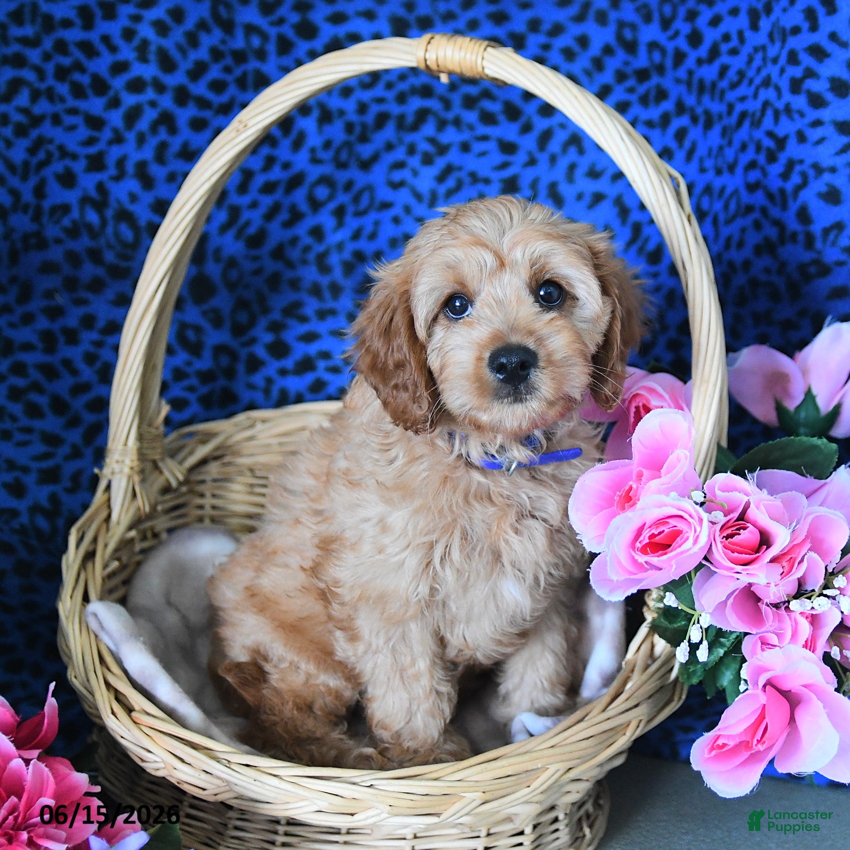 Cavapoo dogs Carter - Ad 2
