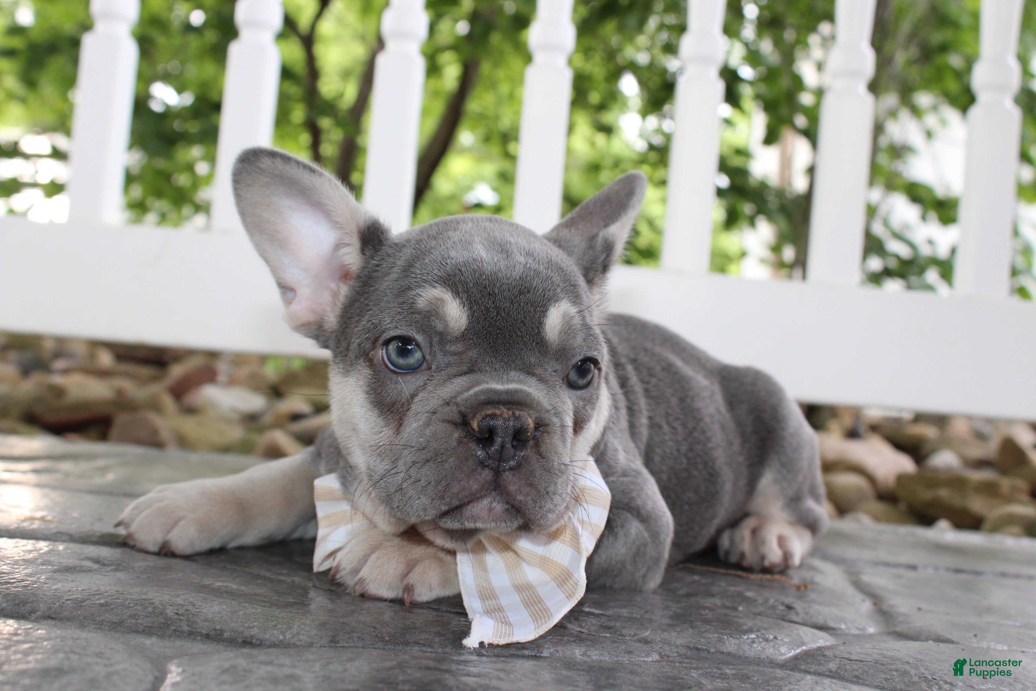 French Bulldog dogs for sale: AKC Harper - Ad 4