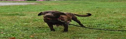 Labrador Retriever dogs for sale: Rayna - Ad 4