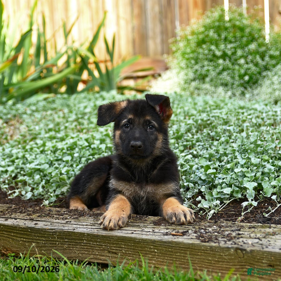 German Shepherd dogs Vernon - Ad 2