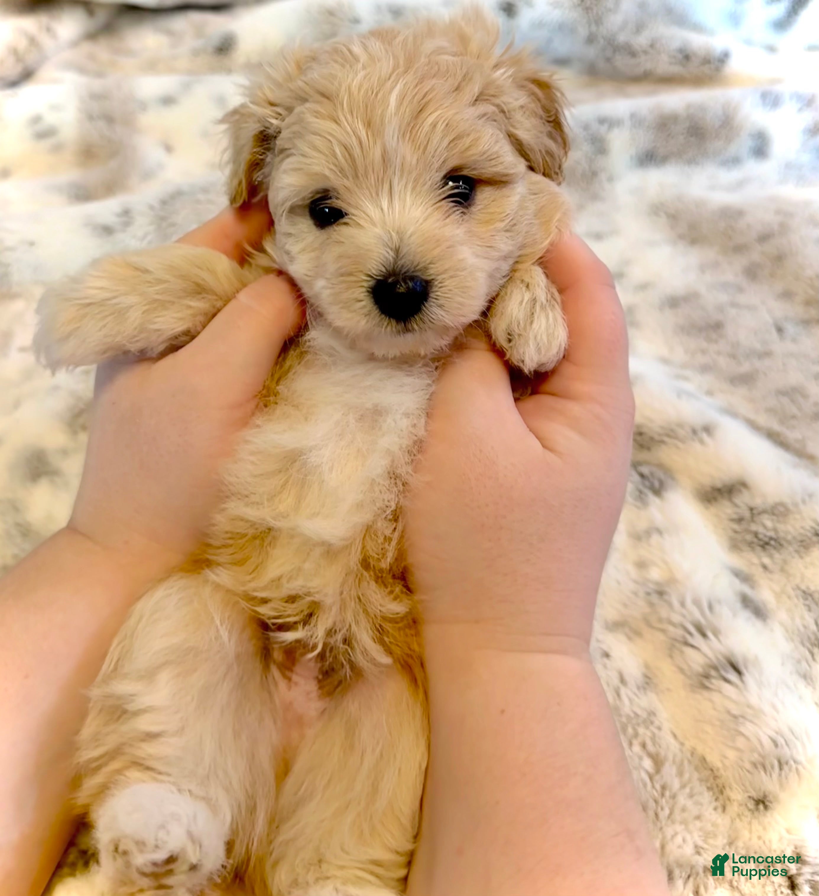 Pomapoo dogs Pomapoo 1 - Ad 1