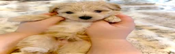 Pomapoo dogs for sale: Pomapoo 1 - Ad 1