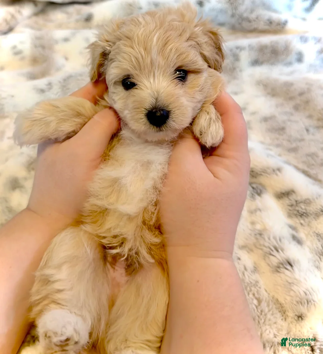 Pomapoo dogs for sale: Pomapoo 1 - Ad 1