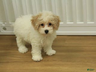 Bichpoo dogs Ramona - Ad 17