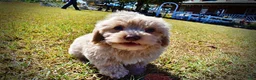 Havapoo dogs for sale: Ozzie - Ad 8