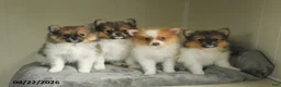 Pomeranian dogs for sale: Skippy - Ad 5