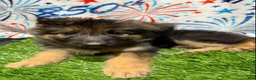 German Shepherd dogs for sale: Green Beanie - Ad 6