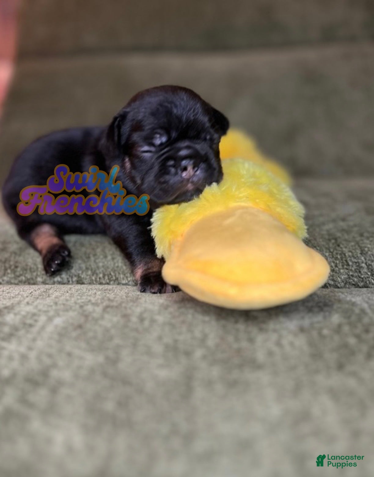 French Bulldog dogs for sale: Poppy - Ad 2