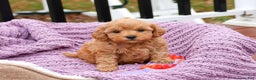 Cavapoo dogs for sale: Charlotte - Ad 4