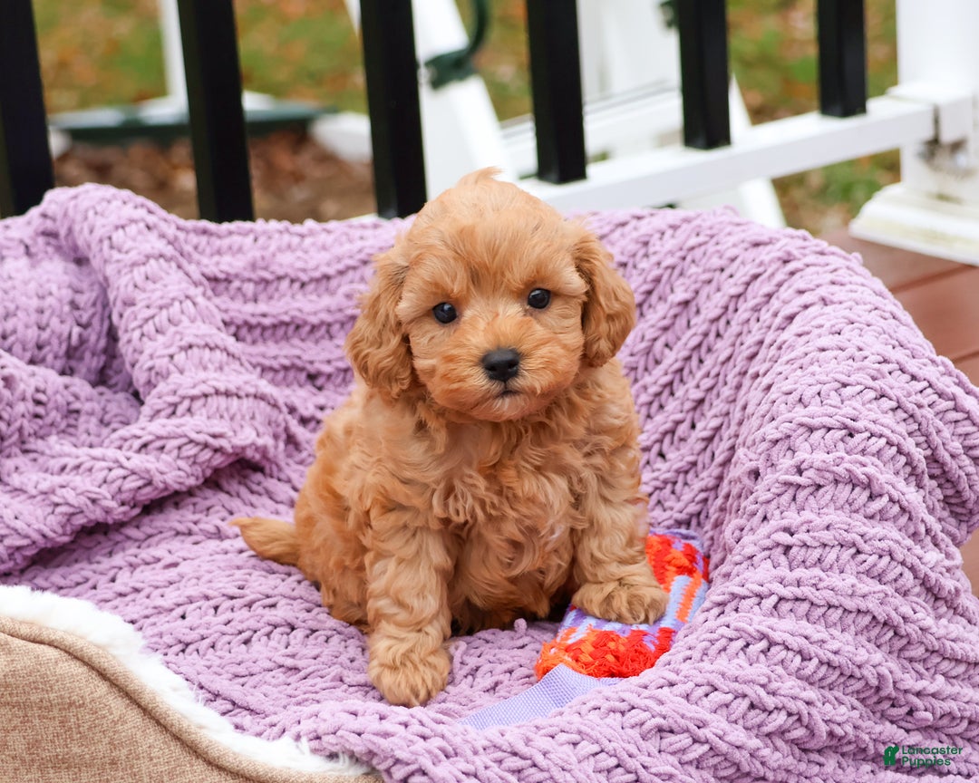 Cavapoo dogs for sale: Charlotte - Ad 4