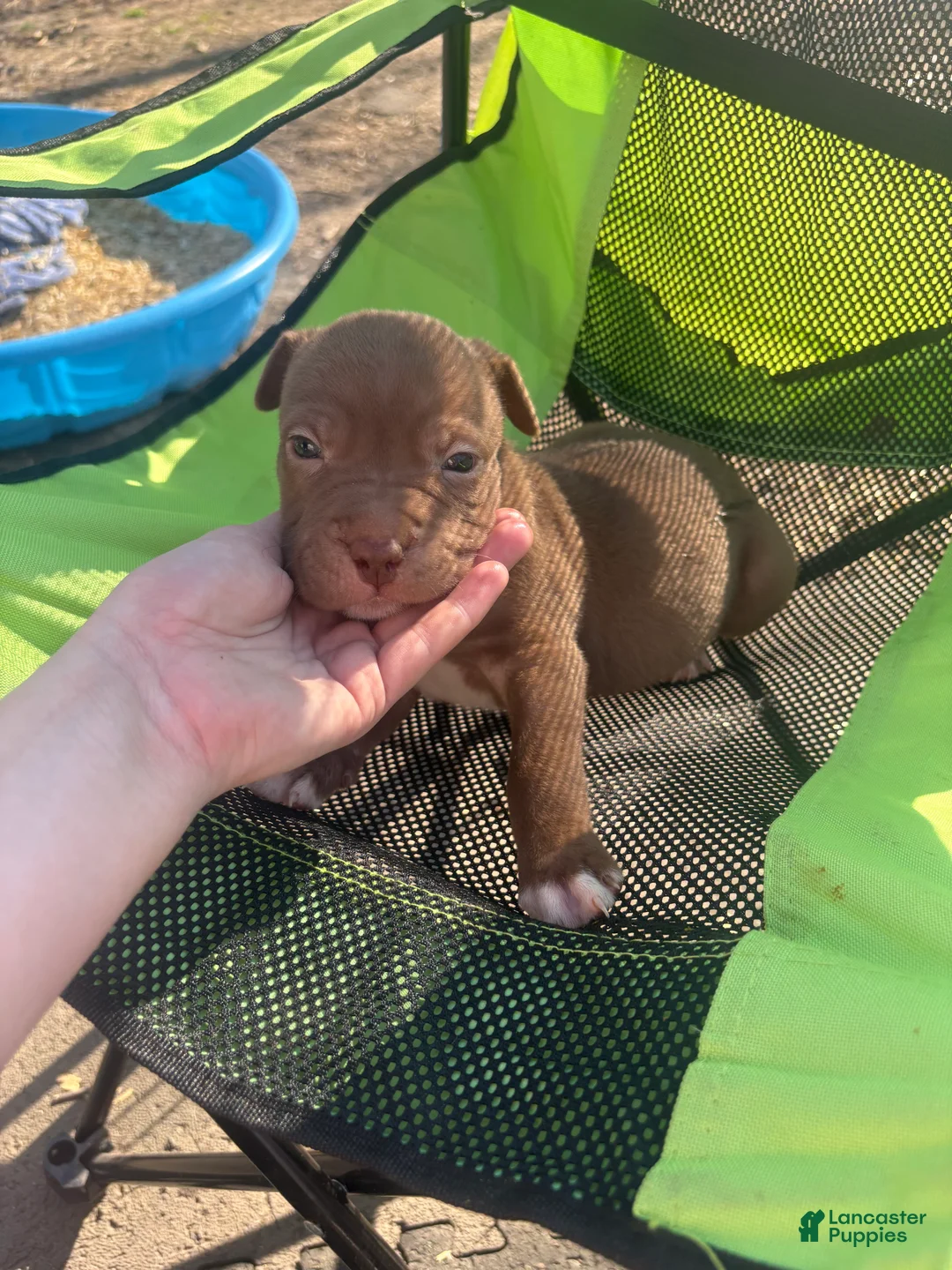 Mixed Breed dogs for sale: Mixed Breed Puppy 5 - Ad 1