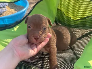 Mixed Breed dogs Mixed Breed Puppy 5 - Ad 27