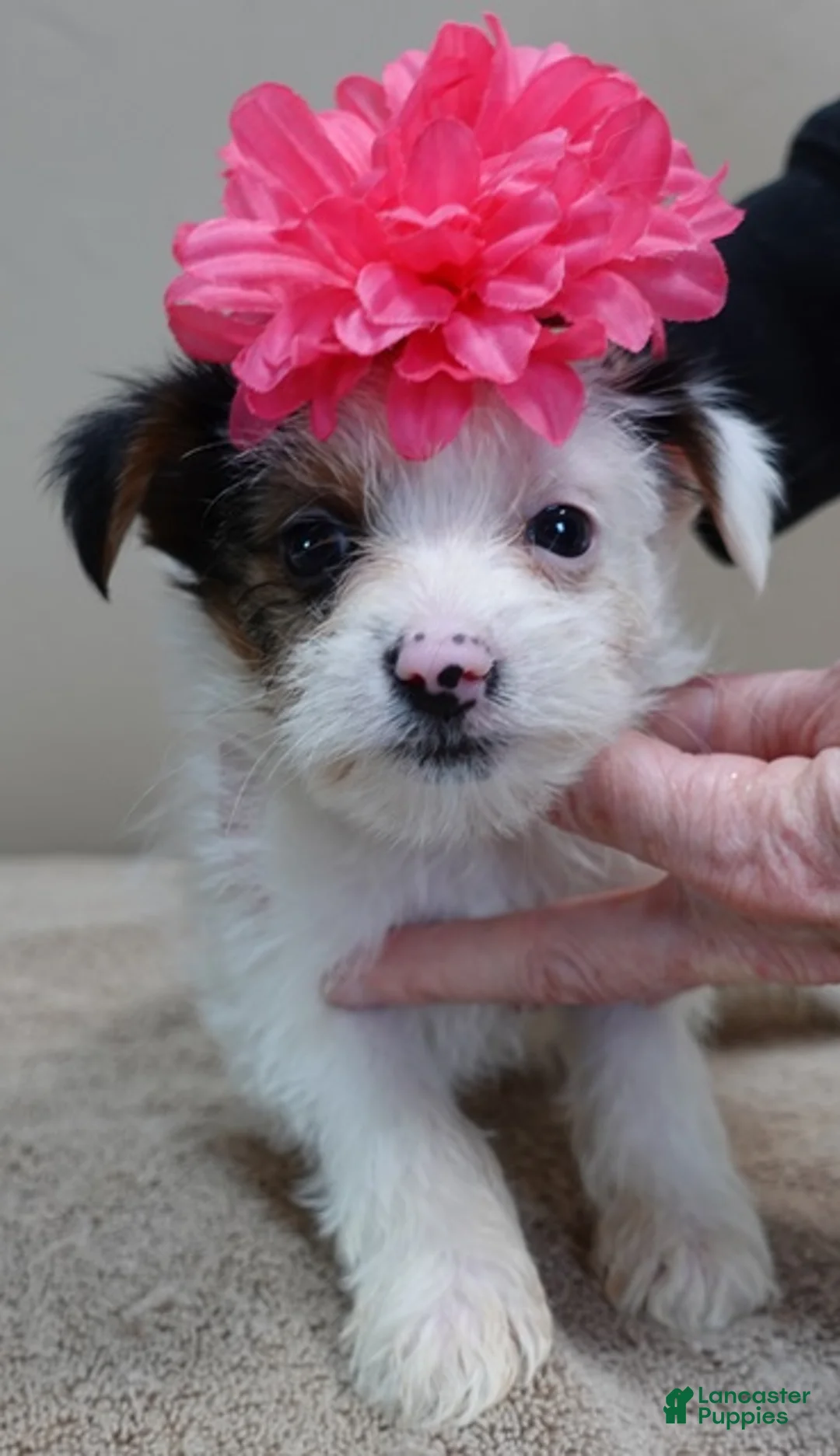 Yorkshire Terrier dogs for sale: Kiko girl - Ad 3