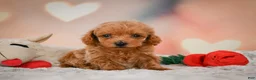 Toy Poodle dogs for sale: Joey - Ad 2