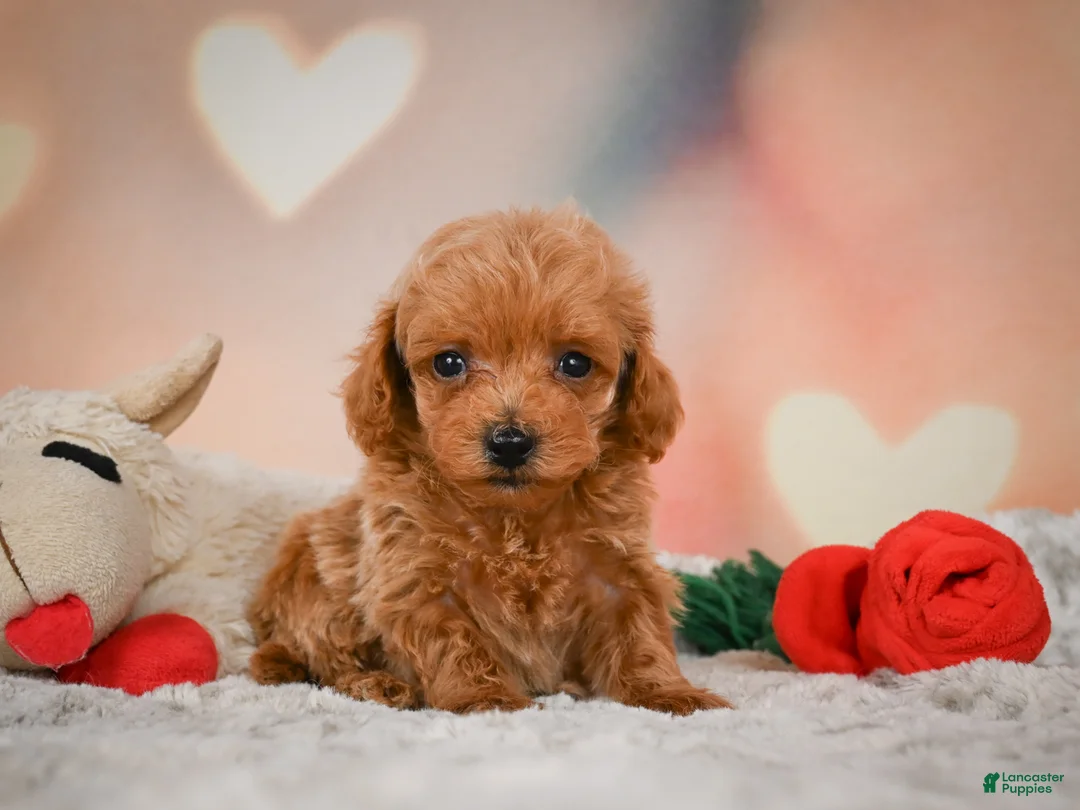 Toy Poodle dogs for sale: Joey - Ad 2