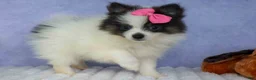 Pomeranian dogs for sale: Estella🎀 - Ad 7