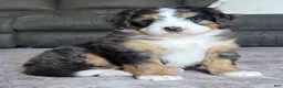 Mini Bernedoodle dogs for sale: Mini Bentley  - Ad 21