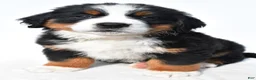 Bernese Mountain Dog dogs for sale: Bailey - Ad 2