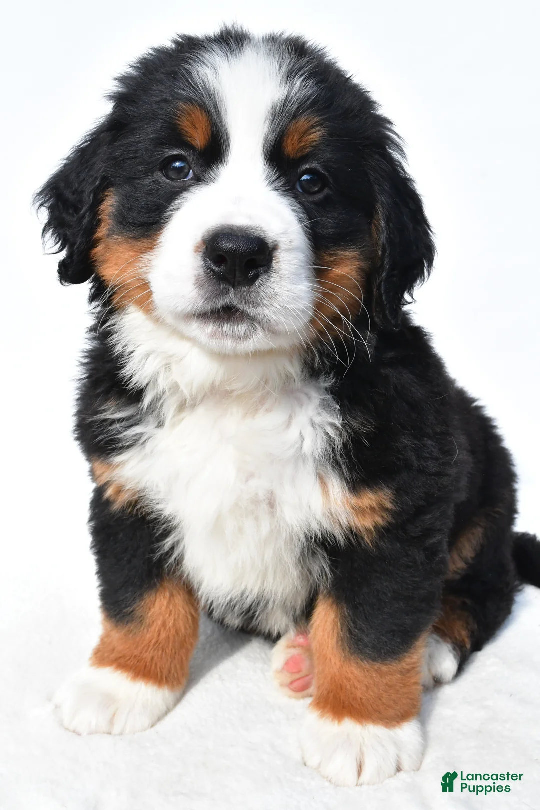 Bernese Mountain Dog dogs for sale: Bailey - Ad 2