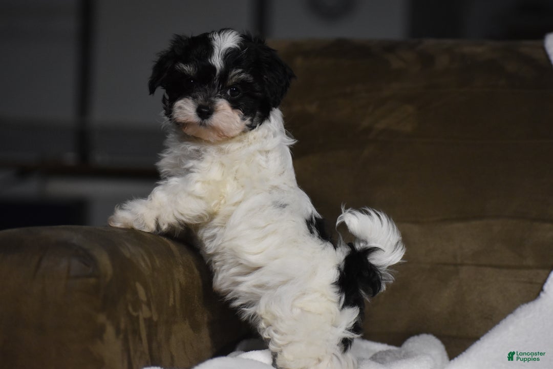 Maltipoo dogs for sale: Scout - Ad 3
