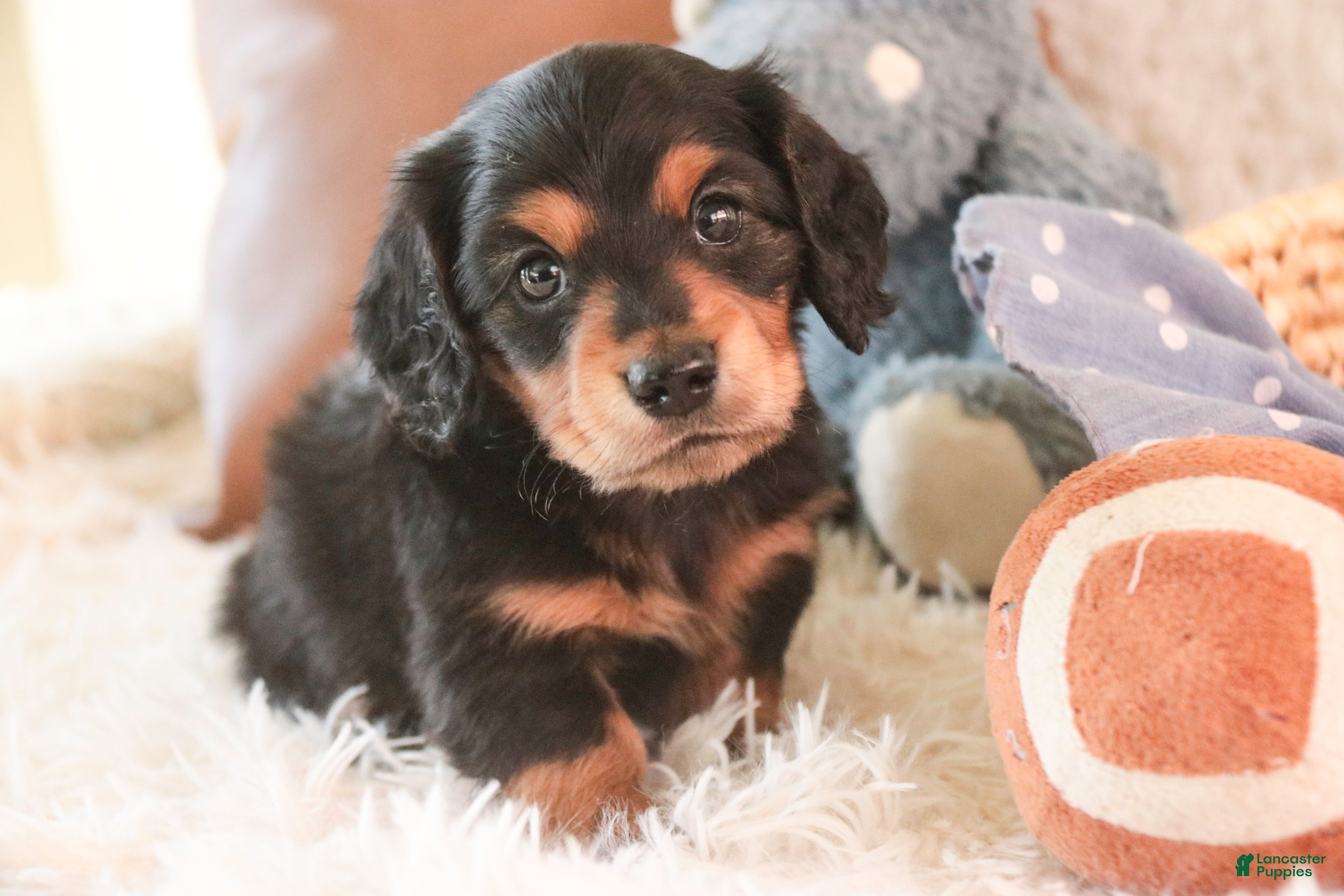 Miniature Dachshund dogs Dusty - Ad 1