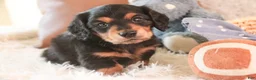 Miniature Dachshund dogs for sale: Dusty - Ad 1