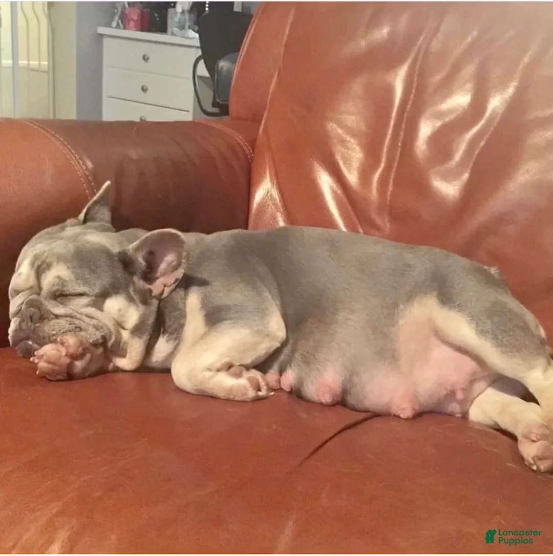 French Bulldog dogs for sale: Camile - Ad 3