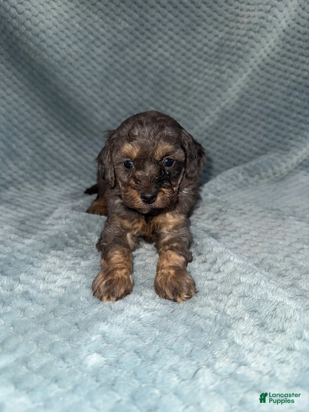 Cavapoo dogs for sale: Cavapoo Puppy 1 - Ad 1