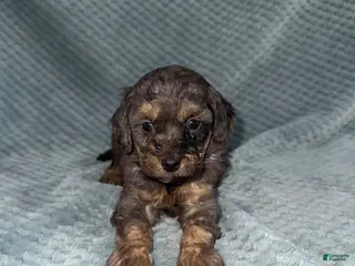Cavapoo dogs Cavapoo Puppy 1 - Ad 10