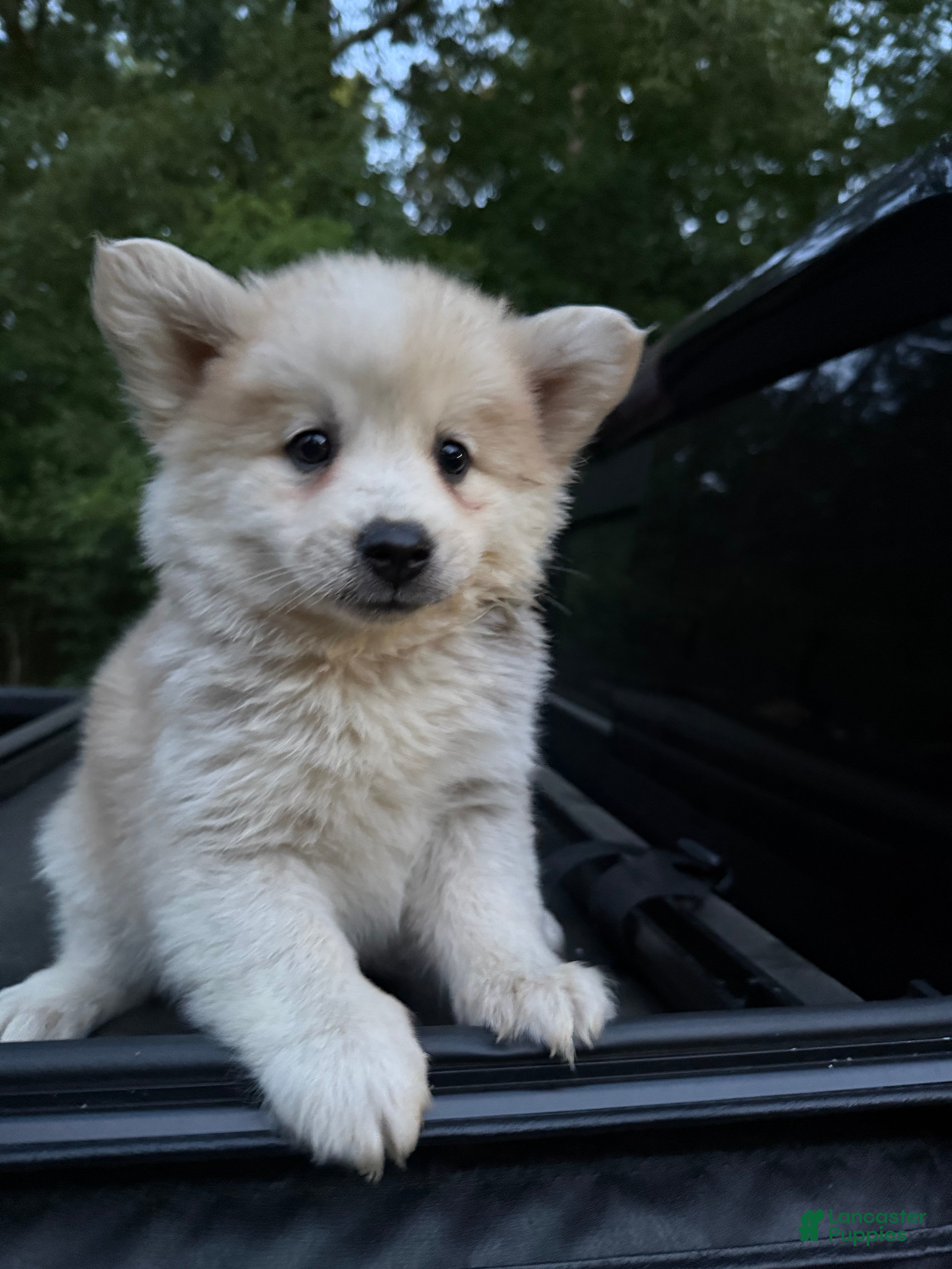 Pomsky dogs Pomsky Puppy 7 - Ad 6