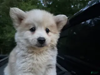 Pomsky dogs Pomsky Puppy 7 - Ad 6
