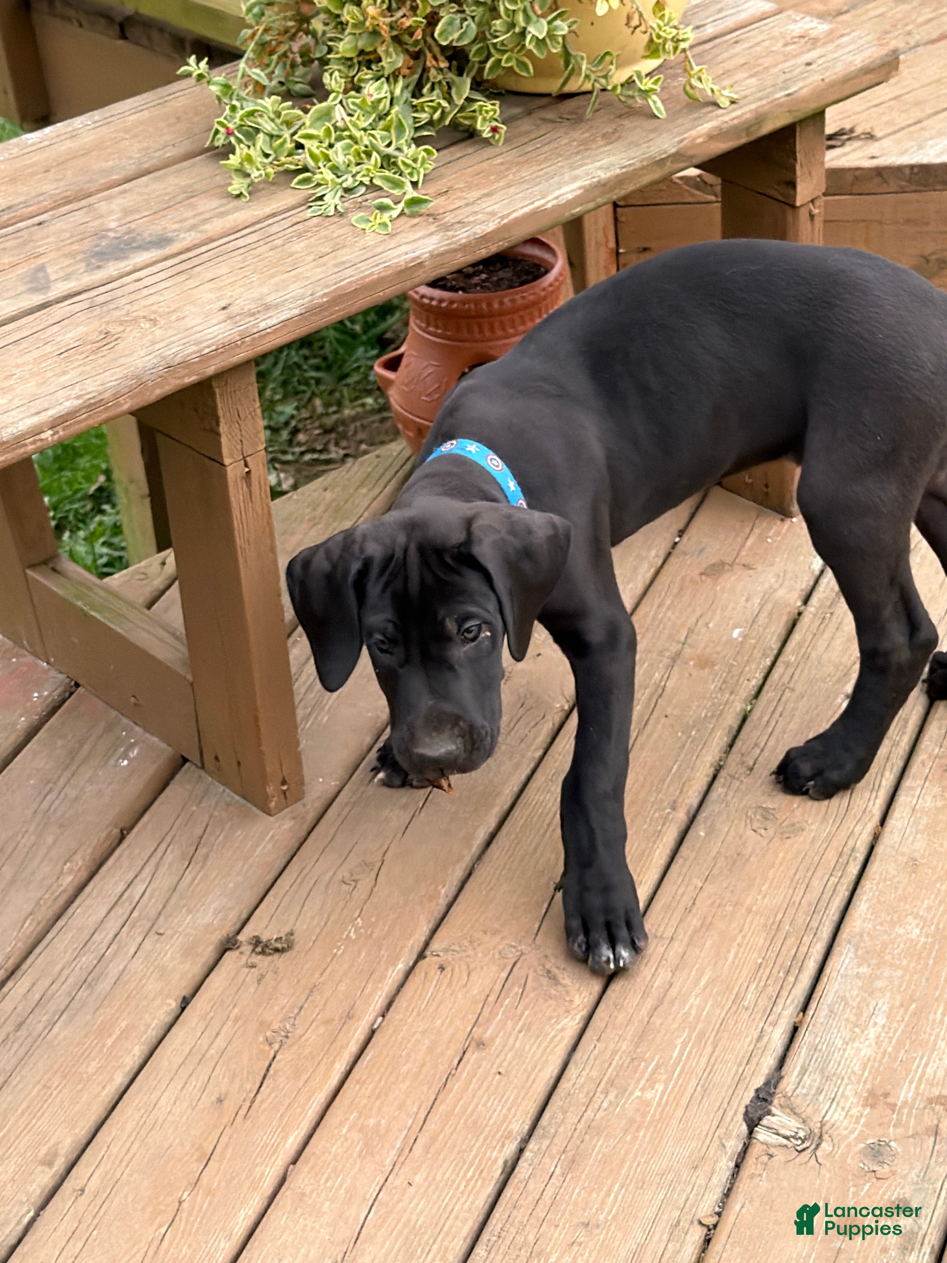 Great Dane dogs for sale: Big Red - Ad 8