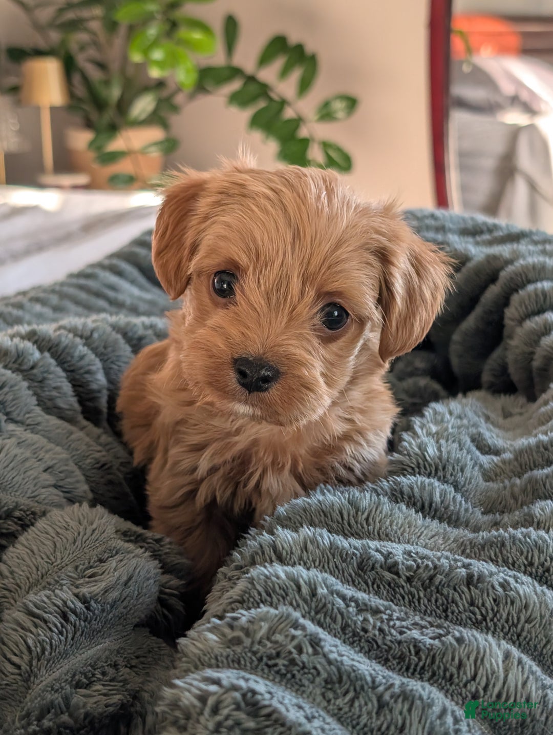 Yorkiepoo dogs for sale: Gunner - Ad 1