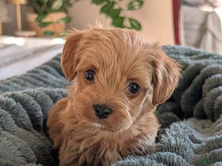 Yorkiepoo dogs for sale: Gunner - Ad 1