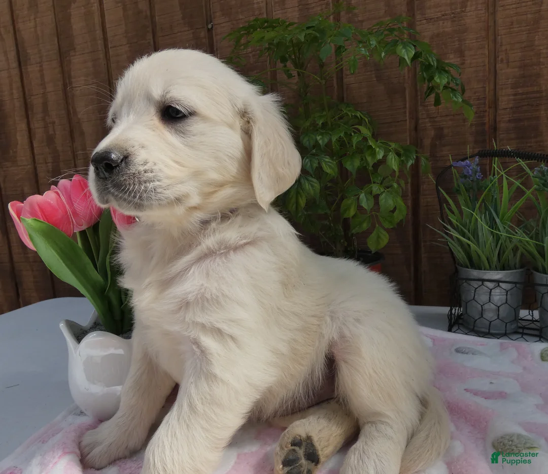 Golden Retriever dogs for sale: Golden Retriever 10 - Ad 2